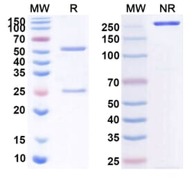 SDS-PAGE - Anti-CD40 Antibody [FFP 14] Biosimilar - BSA and Azide free (A339498) - Antibodies.com
