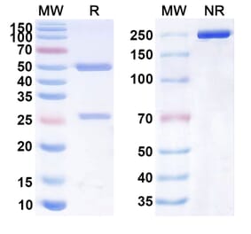 SDS-PAGE - Anti-CD40 Antibody [SBT-4] Biosimilar - BSA and Azide free (A339502) - Antibodies.com