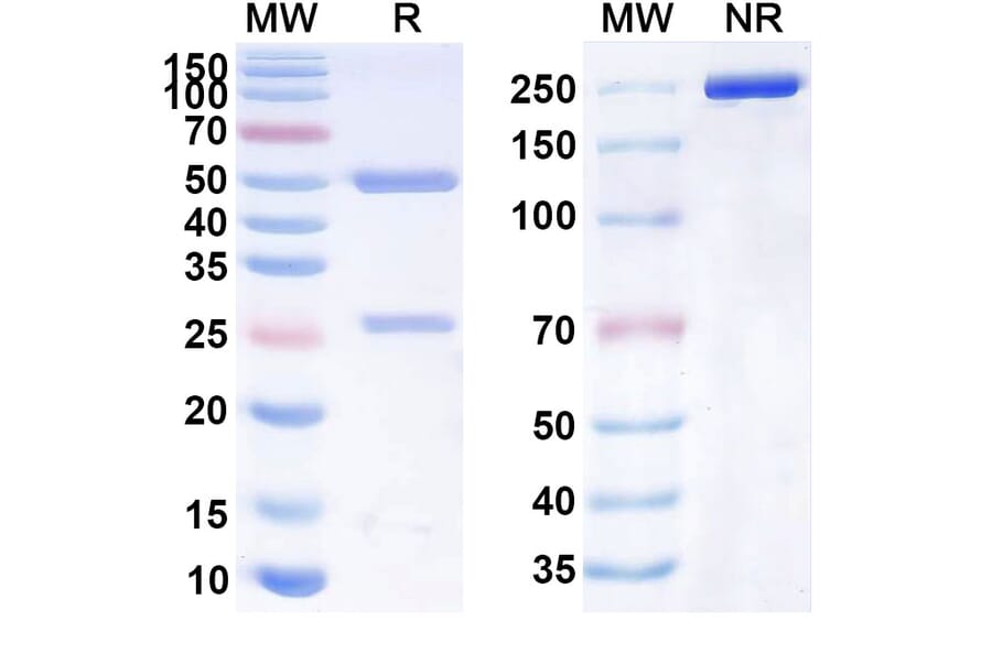 SDS-PAGE - Anti-CD40 Antibody [SBT-4] Biosimilar - BSA and Azide free (A339502) - Antibodies.com