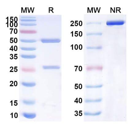SDS-PAGE - Anti-CD40 Antibody [SBT-4] Biosimilar - BSA and Azide free (A339502) - Antibodies.com
