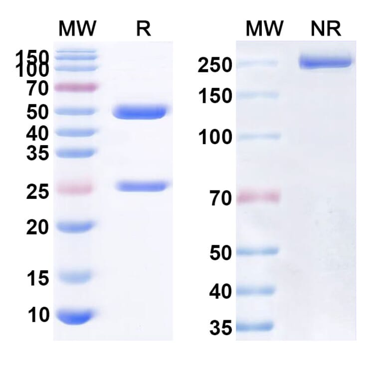 SDS-PAGE - Anti-TNFSF5 Antibody [AT-151] Biosimilar - BSA and Azide free (A339507) - Antibodies.com