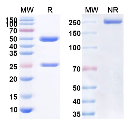 SDS-PAGE - Anti-TNFSF5 Antibody [ABI793] Biosimilar - BSA and Azide free (A339508) - Antibodies.com