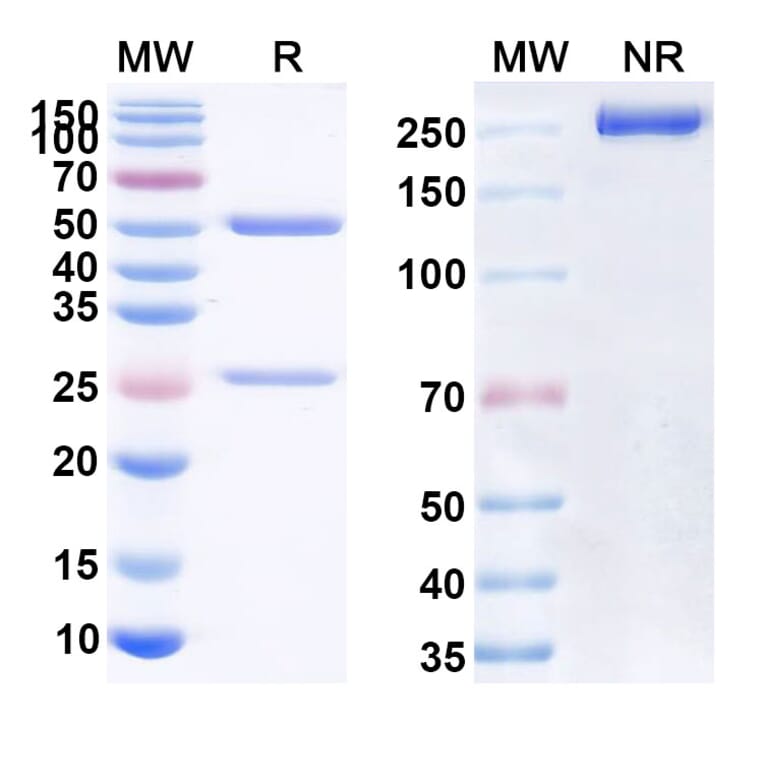 SDS-PAGE - Anti-CD44 Antibody [PF-3475952] Biosimilar - BSA and Azide free (A339510) - Antibodies.com