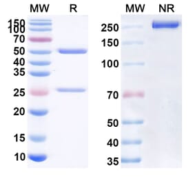 SDS-PAGE - Anti-CD44 Antibody [VB6-8] Biosimilar - BSA and Azide free (A339511) - Antibodies.com