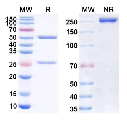 SDS-PAGE - Anti-CD47 Antibody [ADG 153] Biosimilar - BSA and Azide free (A339512) - Antibodies.com