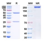SDS-PAGE - Anti-CD47 Antibody [ADG 153] Biosimilar - BSA and Azide free (A339512) - Antibodies.com