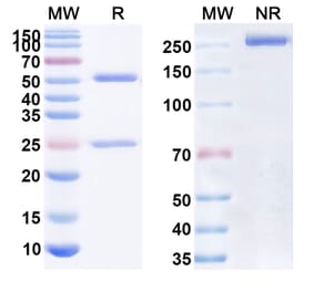 SDS-PAGE - Anti-CD47 Antibody [AO-176] Biosimilar - BSA and Azide free (A339514) - Antibodies.com