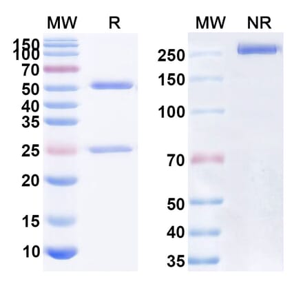 SDS-PAGE - Anti-CD47 Antibody [BAT64] Biosimilar - BSA and Azide free (A339515) - Antibodies.com