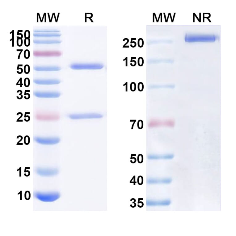 SDS-PAGE - Anti-CD47 Antibody [BAT64] Biosimilar - BSA and Azide free (A339515) - Antibodies.com