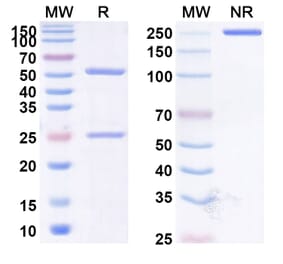 SDS-PAGE - Anti-CD47 Antibody [HMBD-4A] Biosimilar - BSA and Azide free (A339518) - Antibodies.com