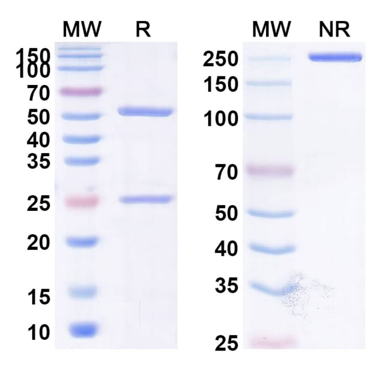 SDS-PAGE - Anti-CD47 Antibody [HMBD-4A] Biosimilar - BSA and Azide free (A339518) - Antibodies.com