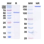 SDS-PAGE - Anti-CD47 Antibody [HMBD-4A] Biosimilar - BSA and Azide free (A339518) - Antibodies.com