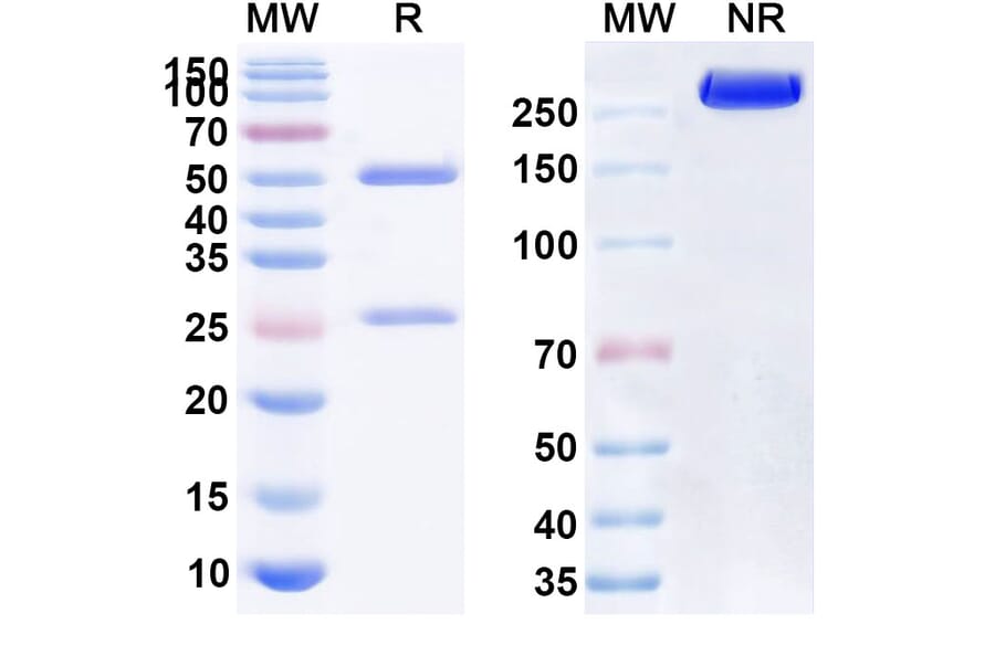 SDS-PAGE - Anti-CD47 Antibody [HMPL-a83] Biosimilar - BSA and Azide free (A339520) - Antibodies.com