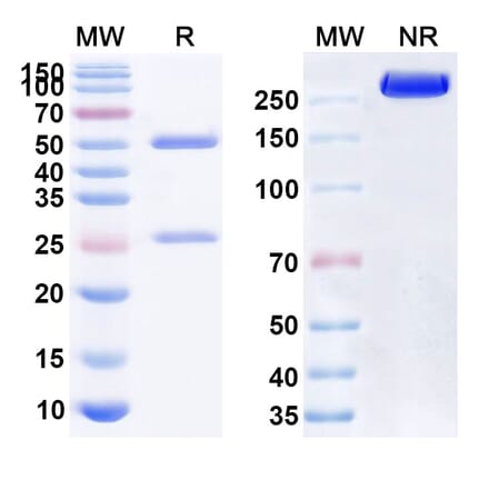 SDS-PAGE - Anti-CD47 Antibody [HMPL-a83] Biosimilar - BSA and Azide free (A339520) - Antibodies.com