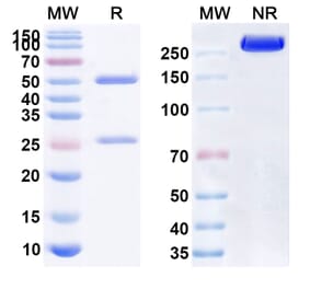 SDS-PAGE - Anti-CD47 Antibody [TJ-C4GM] Biosimilar - BSA and Azide free (A339521) - Antibodies.com
