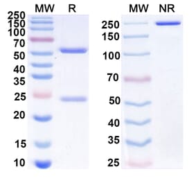 SDS-PAGE - Anti-CD47 Antibody [IMC-2] Biosimilar - BSA and Azide free (A339522) - Antibodies.com