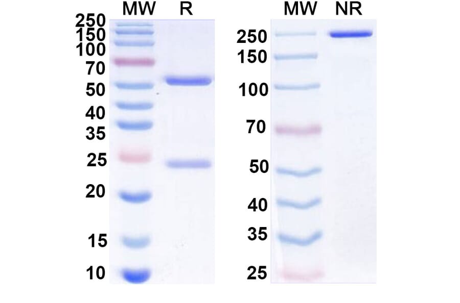 SDS-PAGE - Anti-CD47 Antibody [IMC-2] Biosimilar - BSA and Azide free (A339522) - Antibodies.com