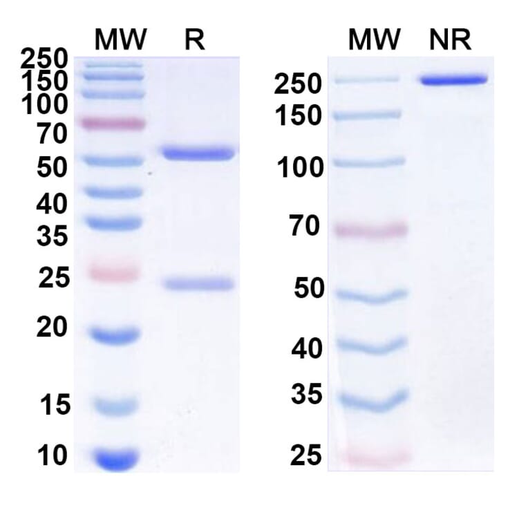 SDS-PAGE - Anti-CD47 Antibody [IMC-2] Biosimilar - BSA and Azide free (A339522) - Antibodies.com