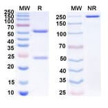 SDS-PAGE - Anti-CD47 Antibody [IMC-2] Biosimilar - BSA and Azide free (A339522) - Antibodies.com