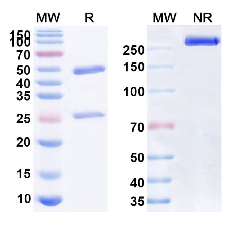 SDS-PAGE - Anti-CD47 Antibody [NI-171] Biosimilar - BSA and Azide free (A339524) - Antibodies.com