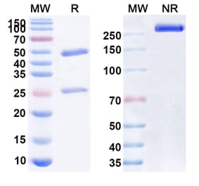 SDS-PAGE - Anti-CD47 Antibody [STI-6643] Biosimilar - BSA and Azide free (A339526) - Antibodies.com