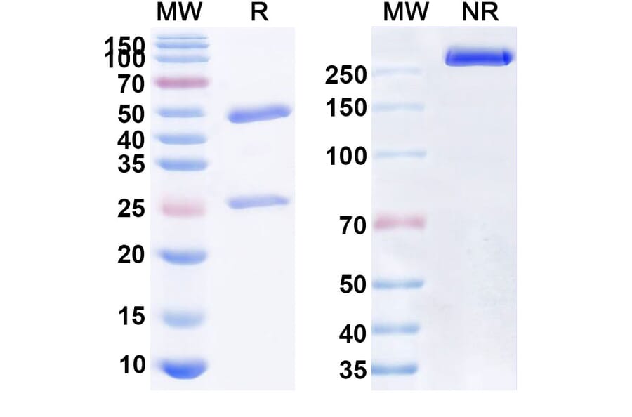 SDS-PAGE - Anti-CD47 Antibody [STI-6643] Biosimilar - BSA and Azide free (A339526) - Antibodies.com