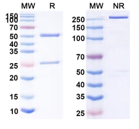 SDS-PAGE - Anti-CD47 Antibody [SG44] Biosimilar - BSA and Azide free (A339527) - Antibodies.com