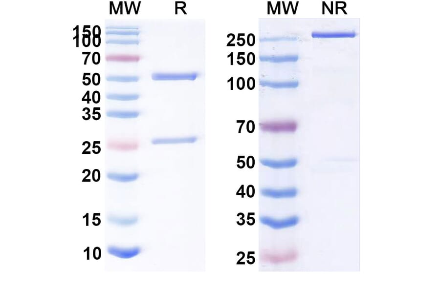 SDS-PAGE - Anti-CD47 Antibody [SG44] Biosimilar - BSA and Azide free (A339527) - Antibodies.com