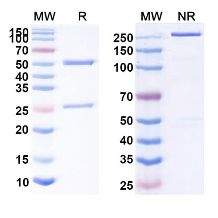 SDS-PAGE - Anti-CD47 Antibody [SG44] Biosimilar - BSA and Azide free (A339527) - Antibodies.com