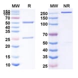SDS-PAGE - Anti-CD47 Antibody [sB24M] Biosimilar - BSA and Azide free (A339528) - Antibodies.com