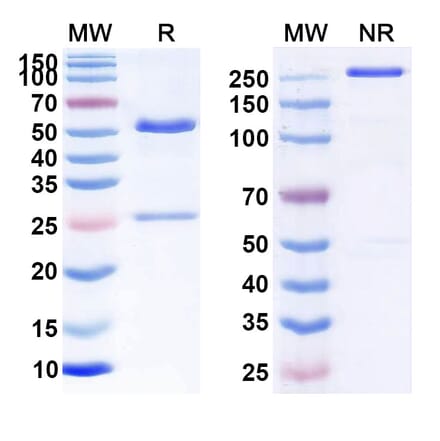 SDS-PAGE - Anti-CD47 Antibody [TAY18] Biosimilar - BSA and Azide free (A339530) - Antibodies.com