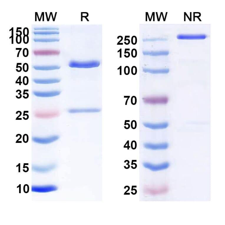 SDS-PAGE - Anti-CD47 Antibody [TAY18] Biosimilar - BSA and Azide free (A339530) - Antibodies.com