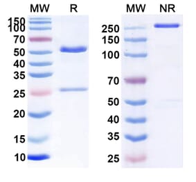 SDS-PAGE - Anti-CD47 Antibody [RTX-CD47] Biosimilar - BSA and Azide free (A339533) - Antibodies.com