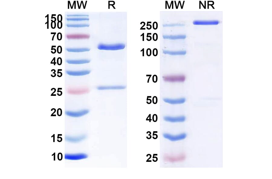 SDS-PAGE - Anti-CD47 Antibody [Vx-14] Biosimilar - BSA and Azide free (A339534) - Antibodies.com