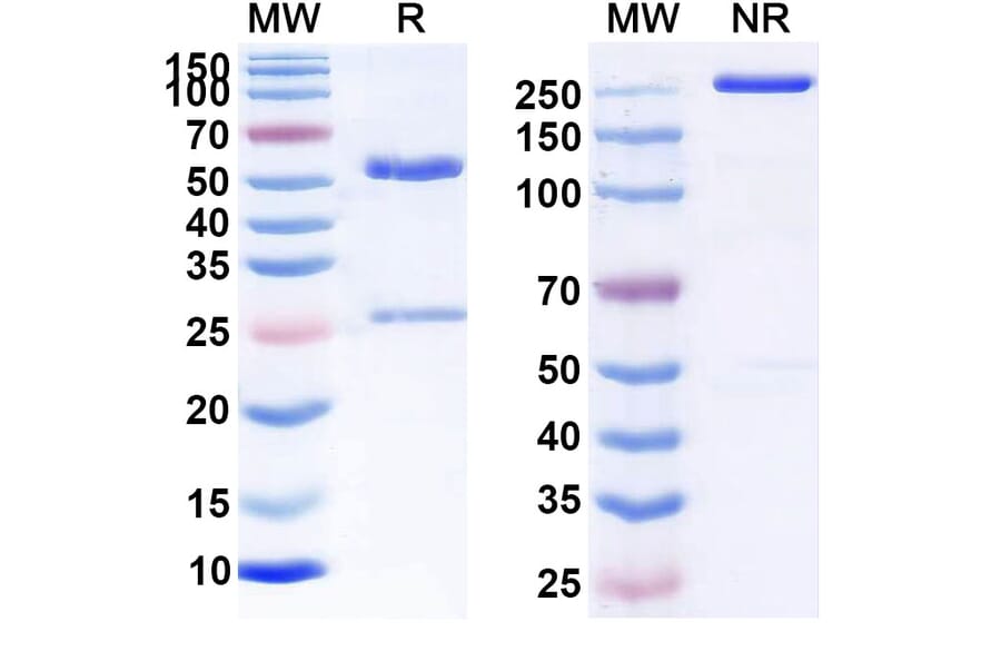 SDS-PAGE - Anti-CD48 Antibody [SGN-CD48A] Biosimilar - BSA and Azide free (A339536) - Antibodies.com