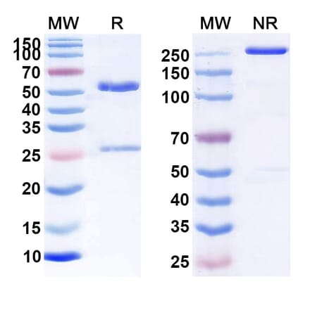 SDS-PAGE - Anti-CD48 Antibody [SGN-CD48A] Biosimilar - BSA and Azide free (A339536) - Antibodies.com