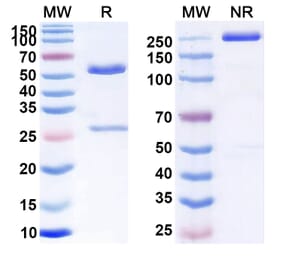 SDS-PAGE - Anti-CD5 Antibody [MT 11] Biosimilar - BSA and Azide free (A339538) - Antibodies.com