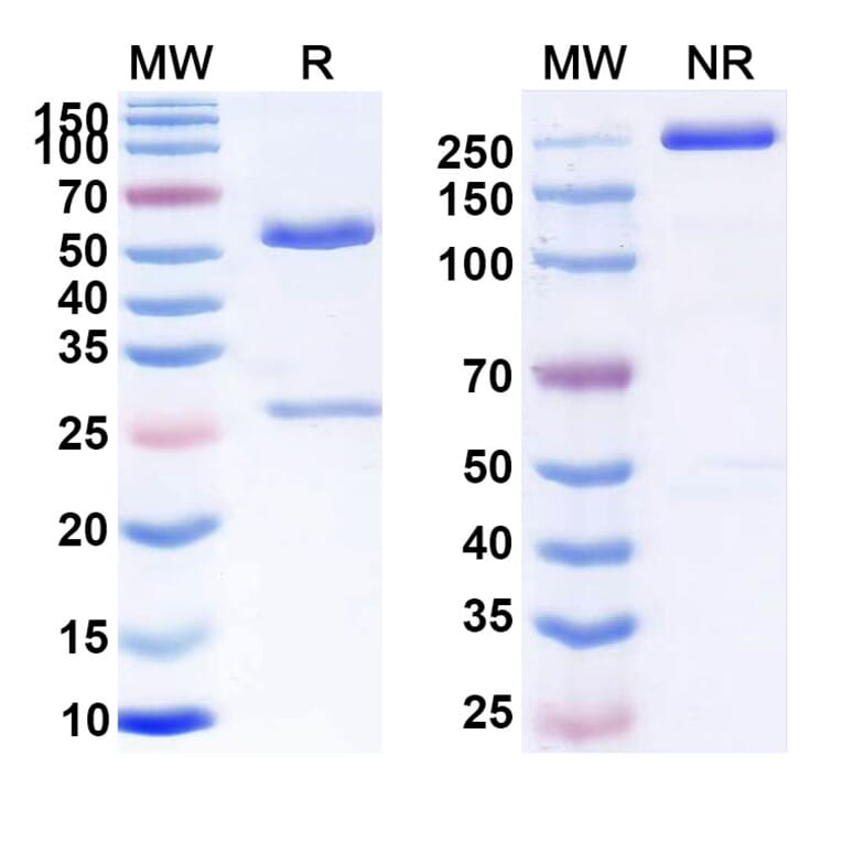 SDS-PAGE - Anti-CD5 Antibody [MT 11] Biosimilar - BSA and Azide free (A339538) - Antibodies.com