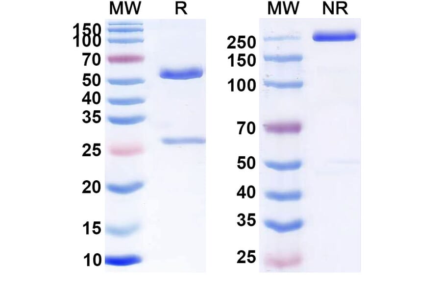 SDS-PAGE - Anti-CD52 Antibody [ALLO-647] Biosimilar - BSA and Azide free (A339539) - Antibodies.com