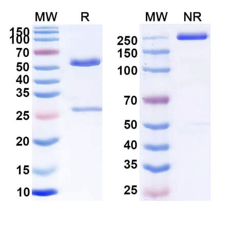 SDS-PAGE - Anti-CD55 Antibody [PAT SC1] Biosimilar - BSA and Azide free (A339540) - Antibodies.com