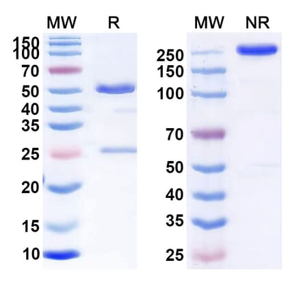 SDS-PAGE - Anti-CD7 Antibody [GC27] Biosimilar - BSA and Azide free (A339541) - Antibodies.com