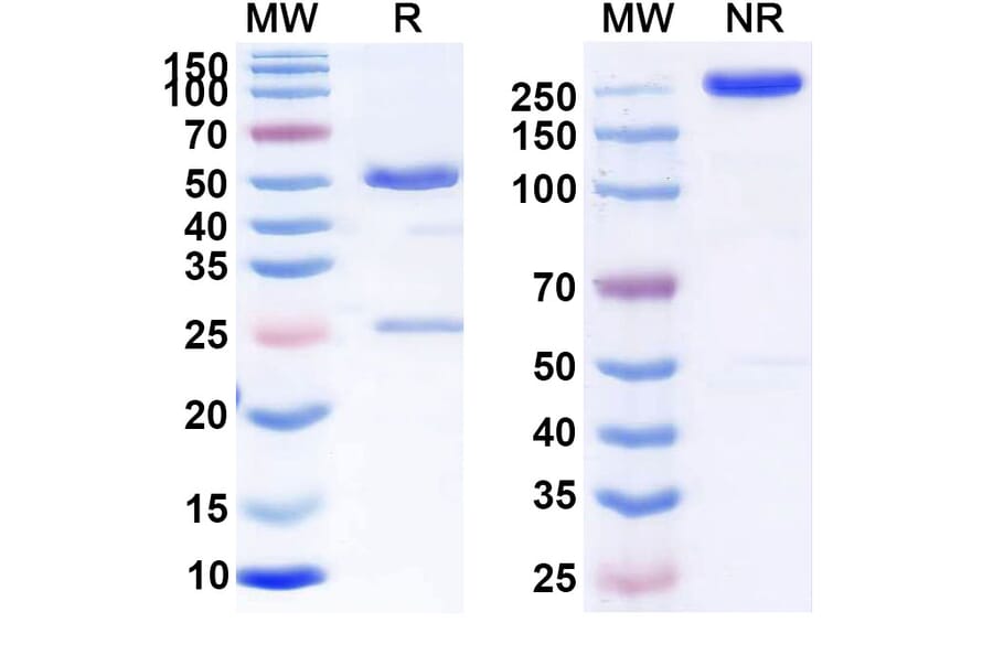 SDS-PAGE - Anti-CD70 Antibody [AMG 172] Biosimilar - BSA and Azide free (A339542) - Antibodies.com