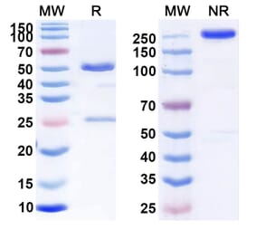 SDS-PAGE - Anti-CD70 Antibody [BMS936561] Biosimilar - BSA and Azide free (A339543) - Antibodies.com