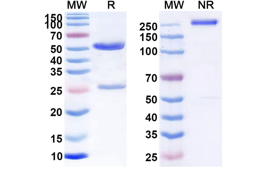 SDS-PAGE - Anti-CD70 Antibody [MDX-1411] Biosimilar - BSA and Azide free (A339544) - Antibodies.com