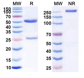 SDS-PAGE - Anti-CD70 Antibody [SGN-CD7A] Biosimilar - BSA and Azide free (A339545) - Antibodies.com