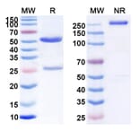 SDS-PAGE - Anti-CD70 Antibody [SGN-CD7A] Biosimilar - BSA and Azide free (A339545) - Antibodies.com