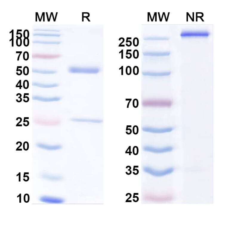 SDS-PAGE - Anti-CD86 Antibody [ES21] Biosimilar - BSA and Azide free (A339547) - Antibodies.com