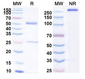 SDS-PAGE - Anti-CD86 Antibody [PG14] Biosimilar - BSA and Azide free (A339549) - Antibodies.com