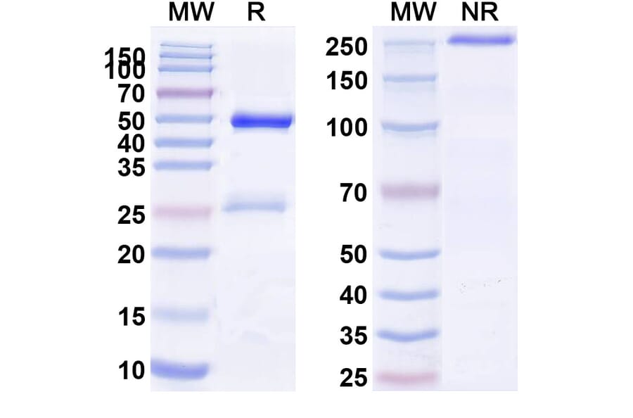 SDS-PAGE - Anti-CD9 Antibody [AT14-12] Biosimilar - BSA and Azide free (A339550) - Antibodies.com