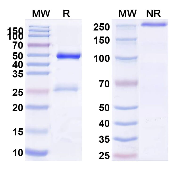 SDS-PAGE - Anti-CD9 Antibody [AT14-12] Biosimilar - BSA and Azide free (A339550) - Antibodies.com